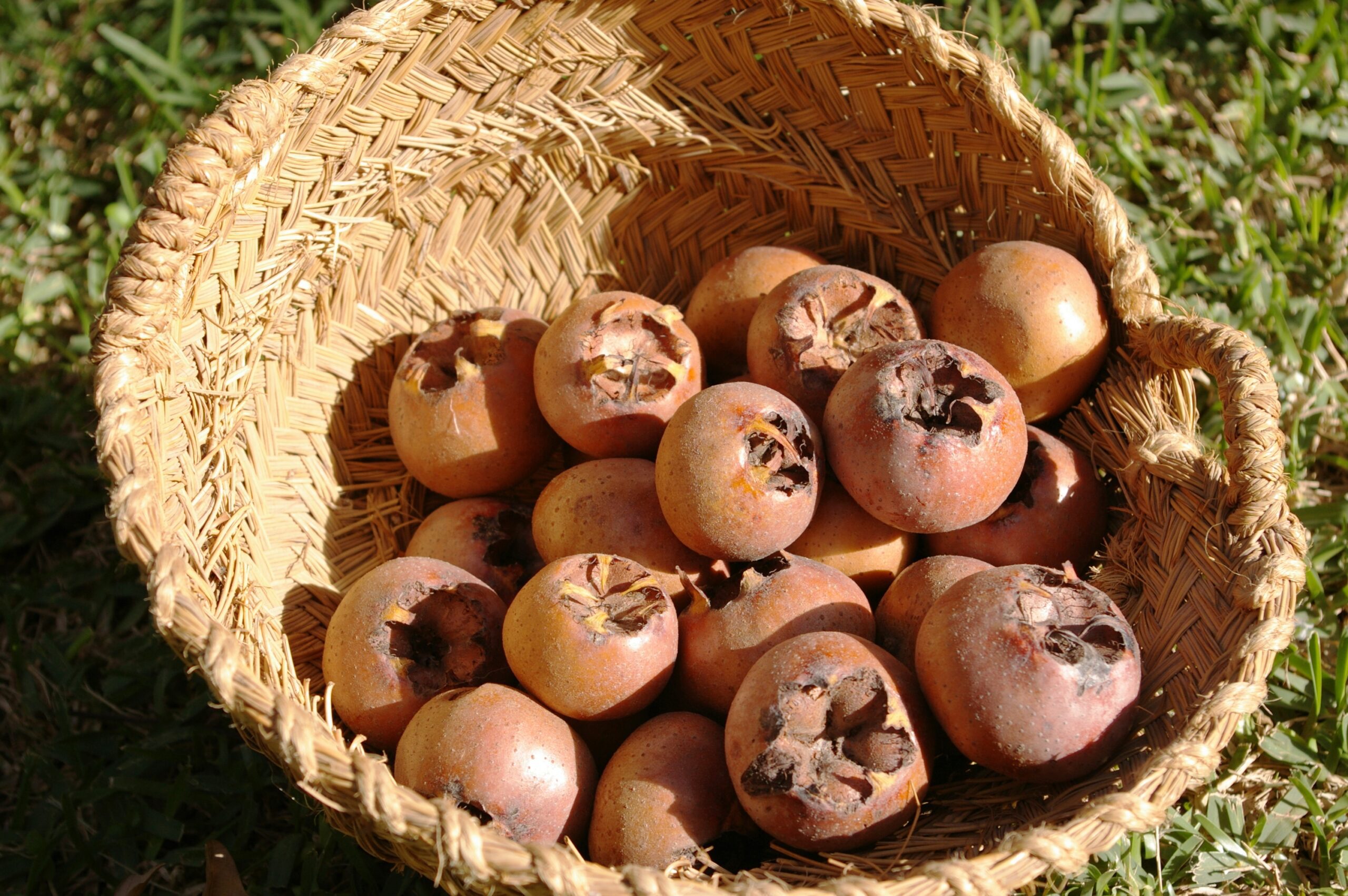 081214_0237_MespilusGermanica_Catarroja Laguna