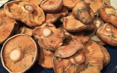 Esclata-sangs amb tomaca