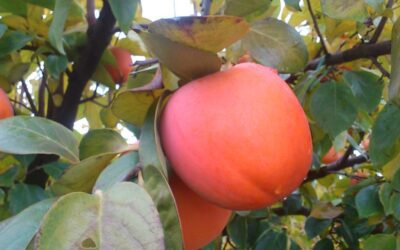 Madurar caquis en alcohol