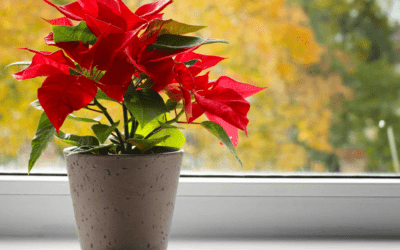 L’altre “arbre de Nadal”: la ponsètia, flor de Pasqua o estrela de Nadal