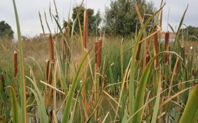 “El meu nóvio embova cadires, però jo l’embove a ell”. Va de boves i cadirers