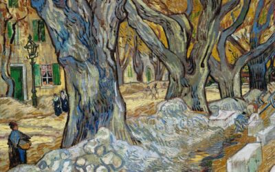 Els nostres arbres: el plàtan d’ombra