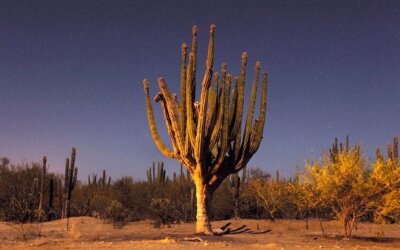 Glaucó al desert de Sonora: notes sobre ‘Maièutica’