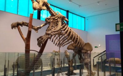 Un nou estudi reivindica el megateri de València com una peça clau de la paleontologia mundial
