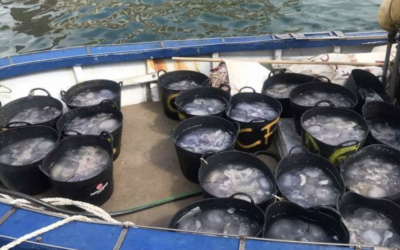 Els pescadors del Grau de Gandia retiren més de quatre tones de meduses en un mes