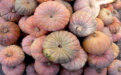 L’horta de Campanar-Benimàmet celebra la Festa de la Carabassa+